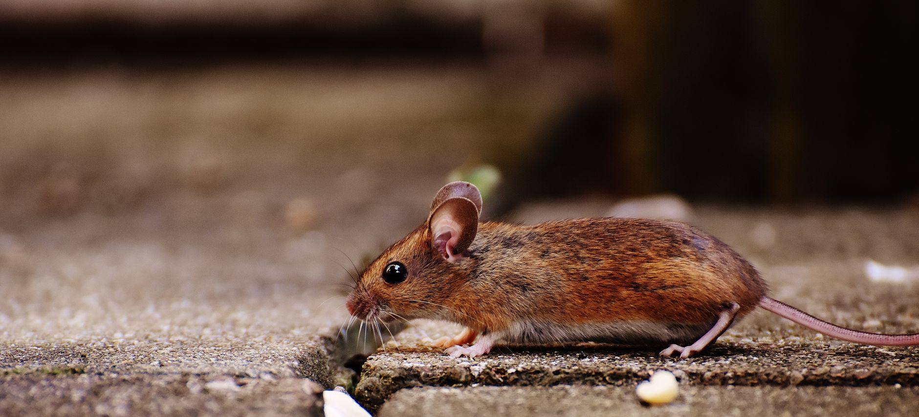 A detailed photo of a wood mouse (Apodemus sylvaticus) exploring outdoors.