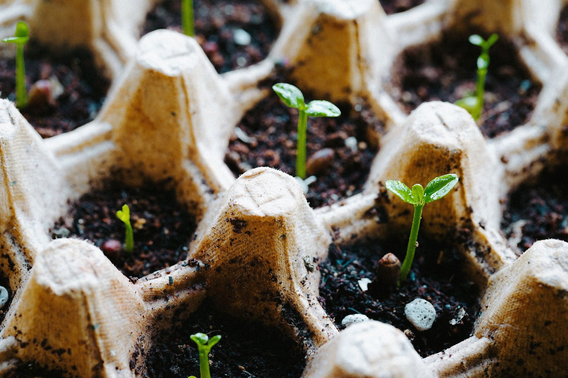 Seedlings sprouting from soil in a recycled egg carton tray. Eco-friendly gardening.