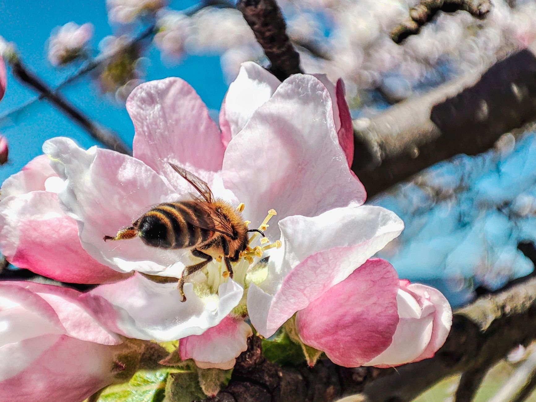 A detailed close-up of a bee pollinating a delicate apple blossom under bright spring sunlight.