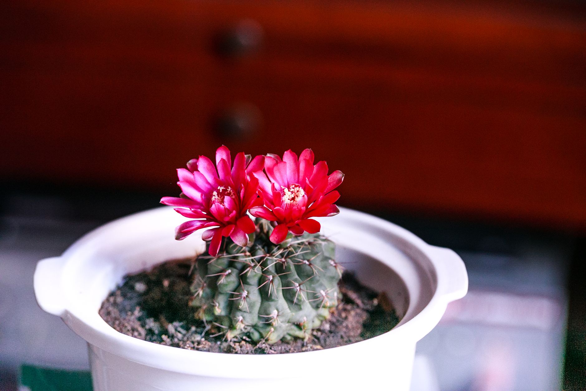 Close-up of a vibrant pink flowering cactus in a white pot, indoors.