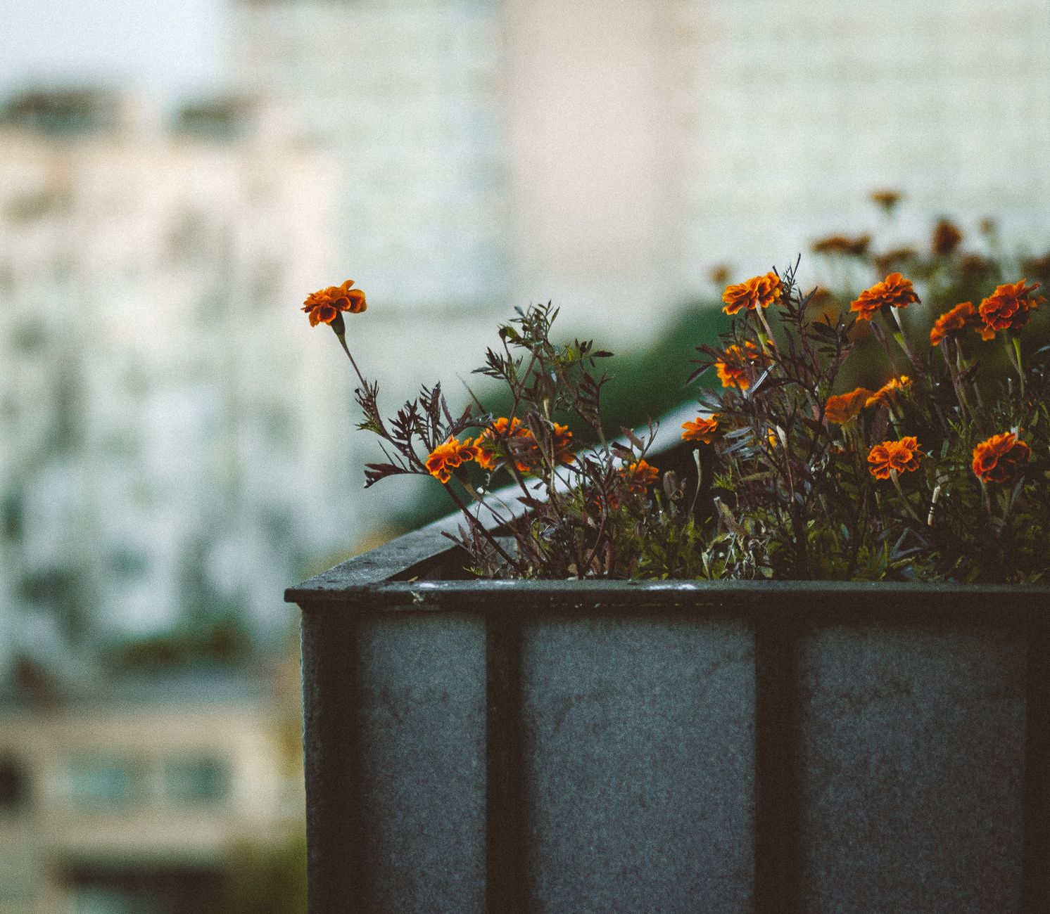 Orange marigolds bloom beautifully in a cityscape planter, offering a burst of color amidst the urban backdrop.