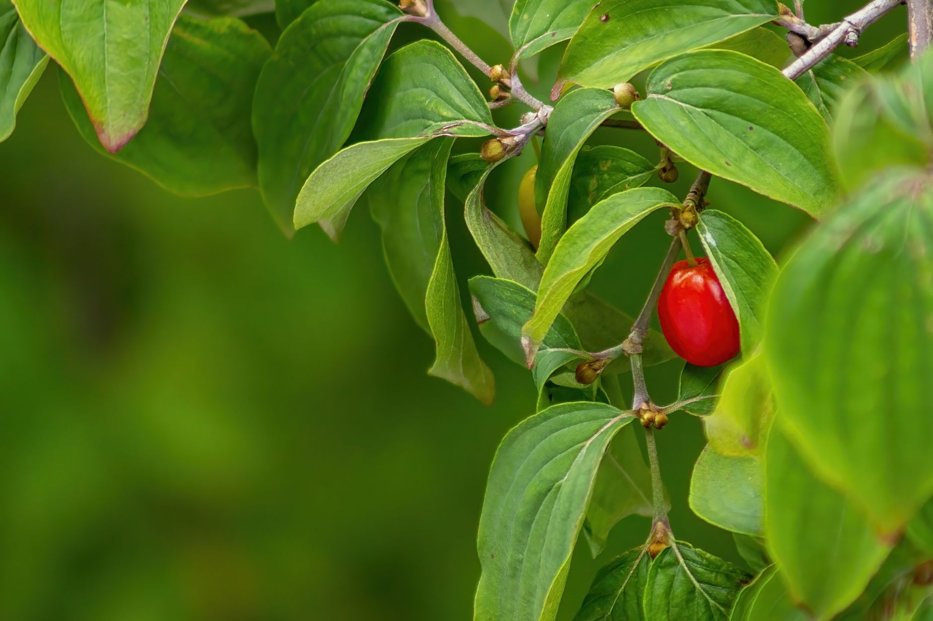 Detailed close-up of a bright red berry amidst green leaves, showcasing nature's vivid contrast.