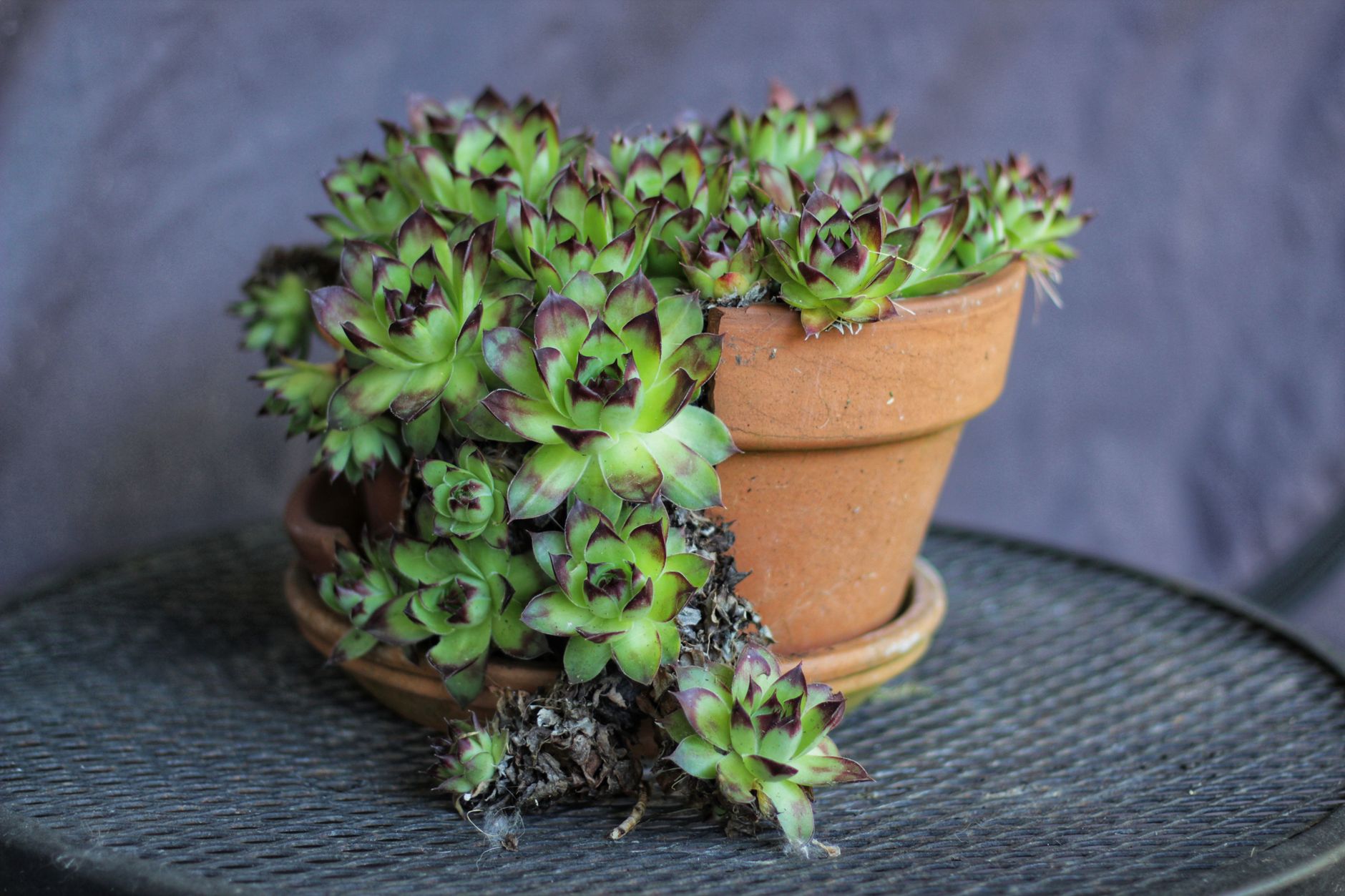 Lush green houseleek succulents elegantly arranged in a classic terracotta pot, perfect for natural decor.