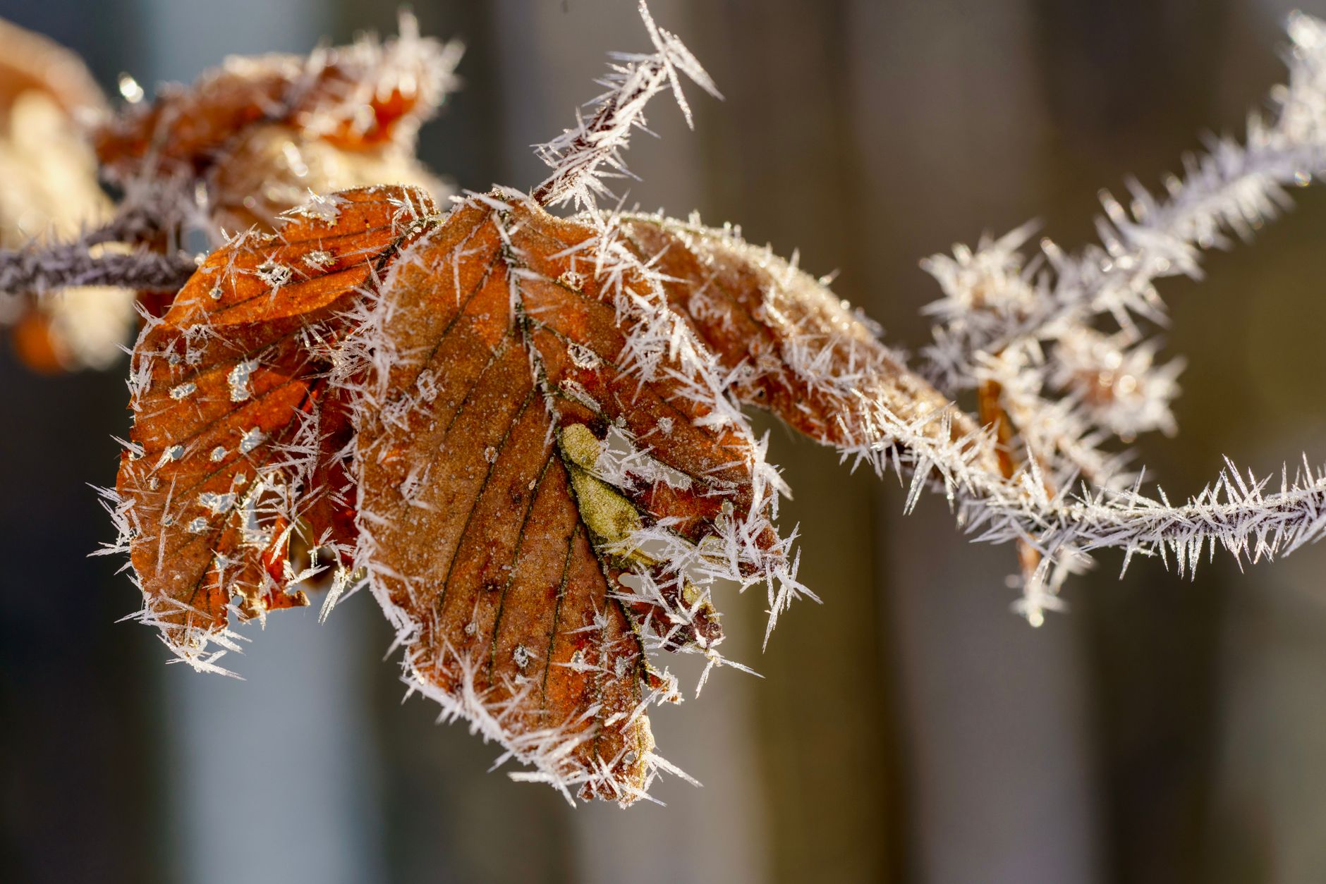 Detailed view of frost-coated autumn leaves on a branch, highlighting nature's beauty in winter.