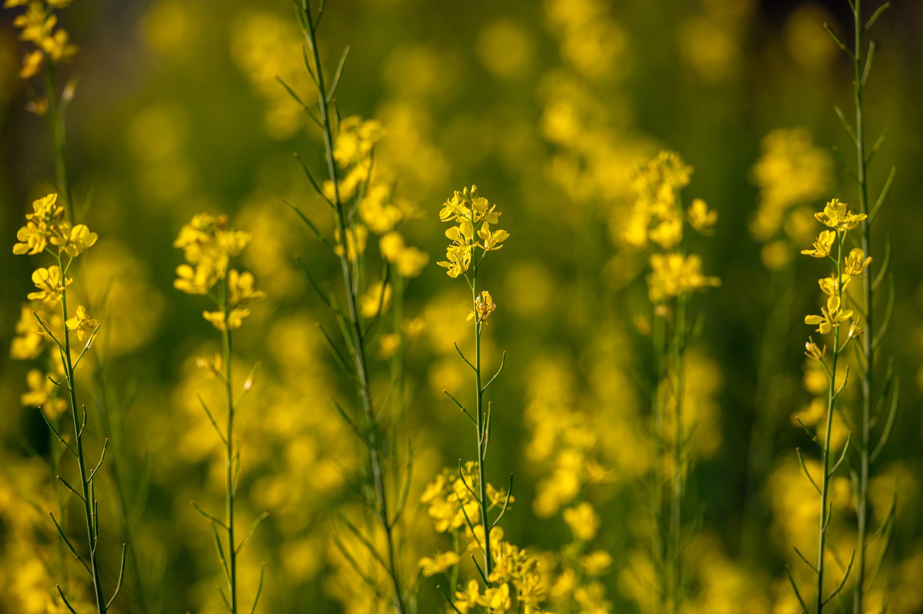 A beautiful mustard field with vibrant yellow flowers in full bloom, capturing the essence of spring.