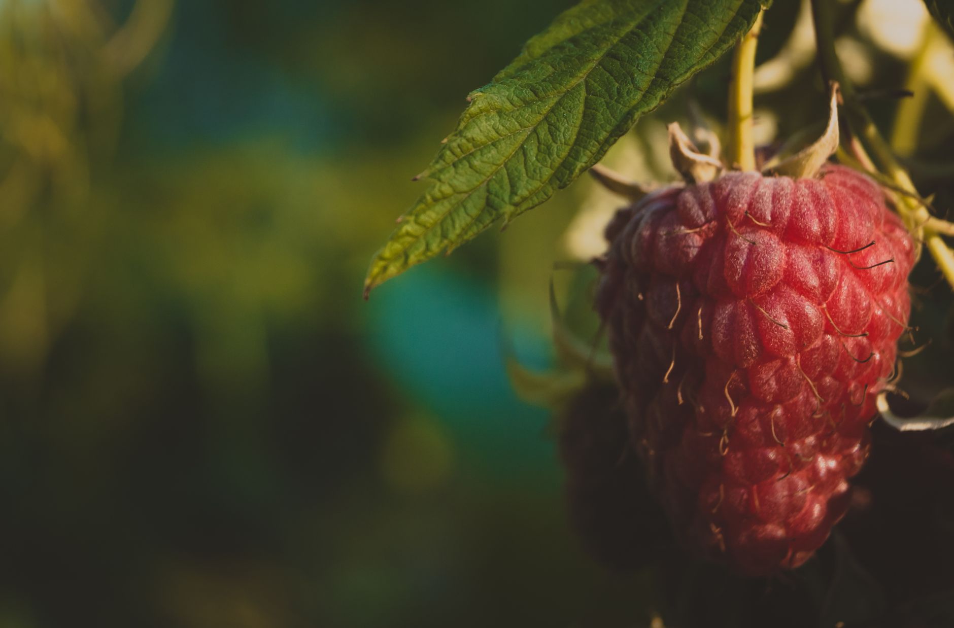 Detailed view of a ripe raspberry fruit hanging from a vine with lush green leaves in the garden.
