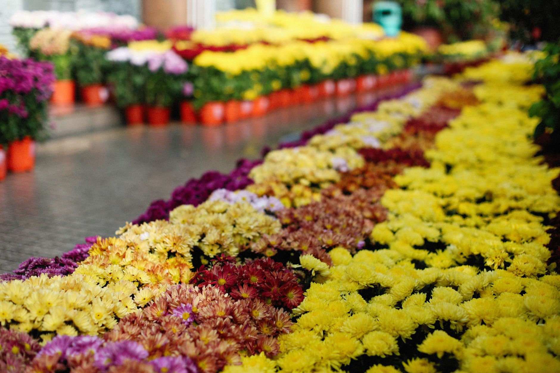 Colorful chrysanthemums in pots line an outdoor street, showcasing a vibrant floral display.