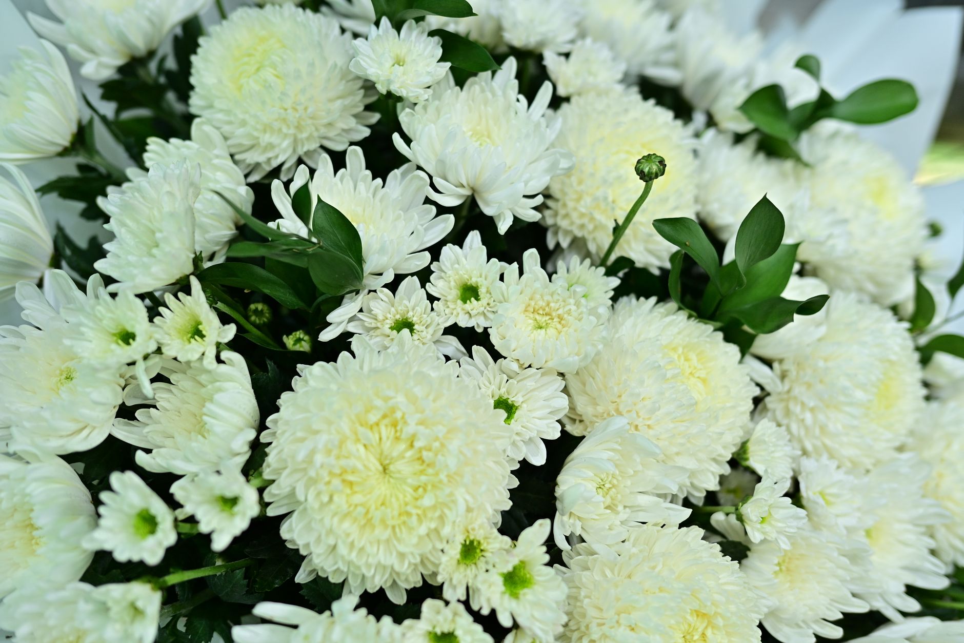 Beautiful white chrysanthemums in full bloom with vibrant green foliage.