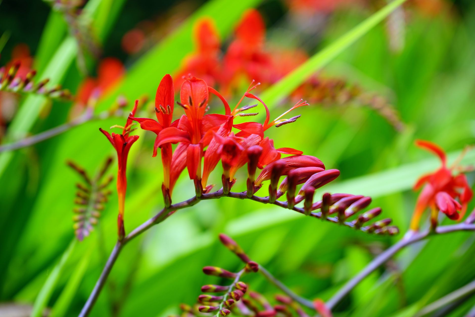 Close-up of red Crocosmia flowers blooming amidst lush green leaves.