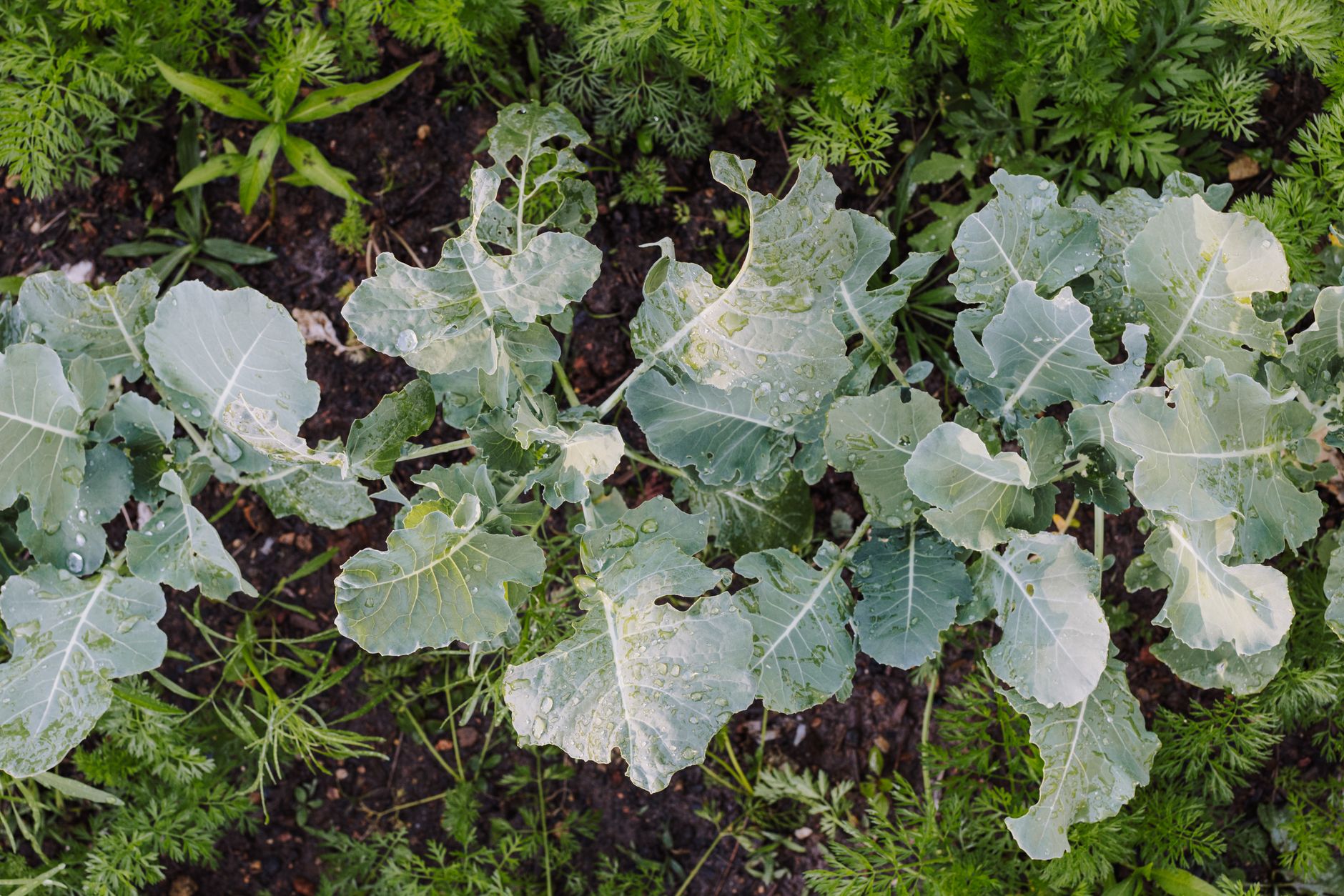 Top view of dewy kale leaves in a flourishing vegetable garden, showcasing organic growth and green freshness.