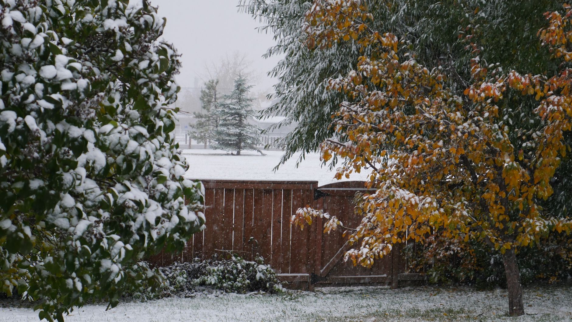 A backyard with trees dusted in snow, capturing the transition from autumn to winter.